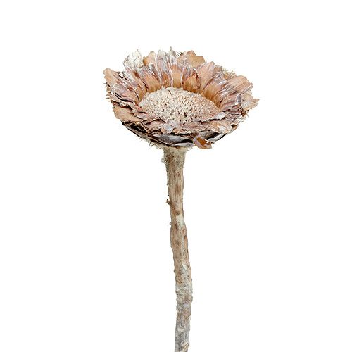 Floristik24 Coronata Rosette 25 St. Weiß gewaschen