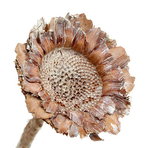 Floristik24 Coronata Rosette 25 St. Weiß gewaschen