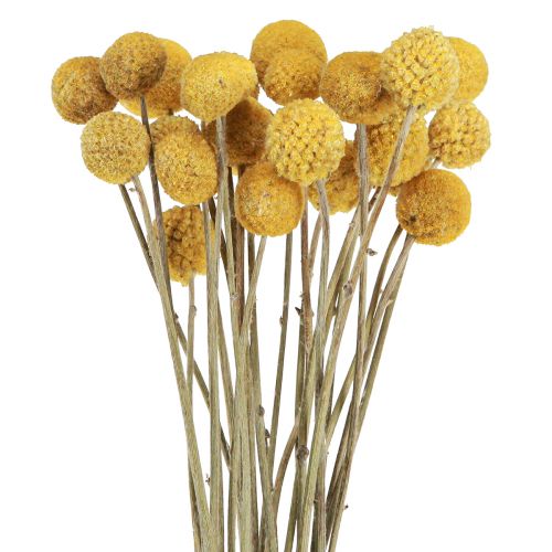Floristik24 Craspedia Trommelstöckchen Trockendeko Natur 45cm 25 St