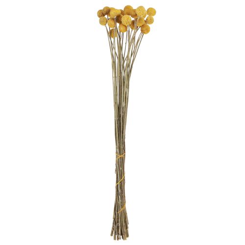 Floristik24 Craspedia Trommelstöckchen Trockendeko Natur 45cm 25 St