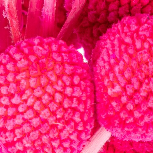Craspedia Trockenblumen Bund 55 cm Pink 20 Stiele für Wohn- und Tischdekoration | Floristik24.at