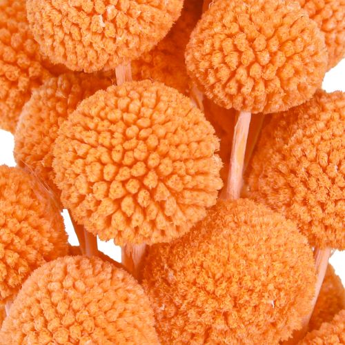 Artikel Craspedia gebleicht Trockenblumen Orange 50-55cm 20St