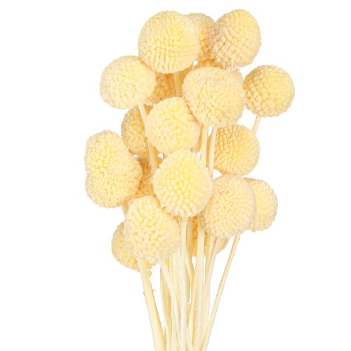 Floristik24 Craspedia gefärbt Trommelstöckchen Creme 50-55cm 20St