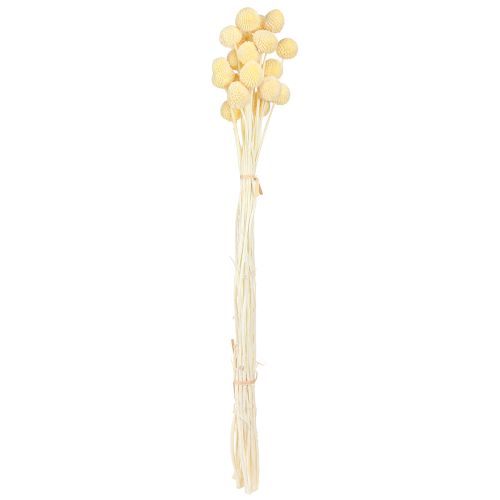 Artikel Craspedia gefärbt Trommelstöckchen Creme 50-55cm 20St