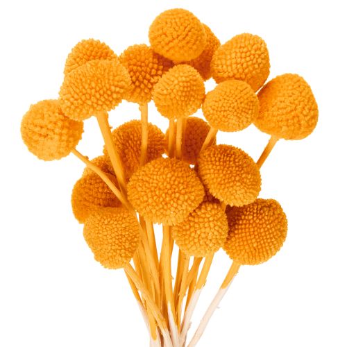 Craspedia Trockenblumenstrauß Orange 55 cm 20 Stiele