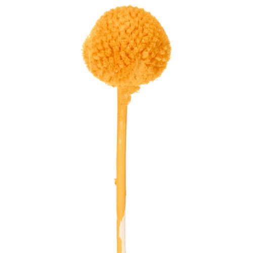 Craspedia Trockenblumenstrauß Orange 55 cm 20 Stiele | Floristik24.at