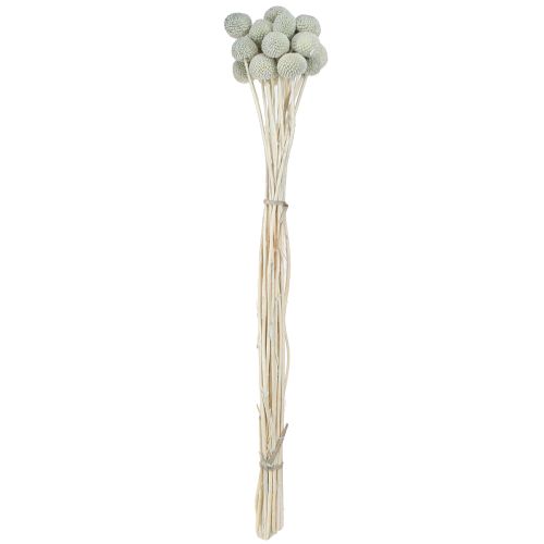 Artikel Craspedia getrocknet Trommelstöckchen Grau 50-55cm 20St