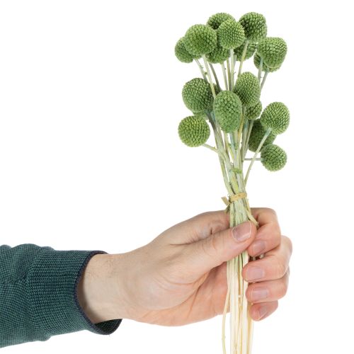 Artikel Trockenblumen Craspedia Kugeln für stilvolle Herbstdekorationen 55cm 20St