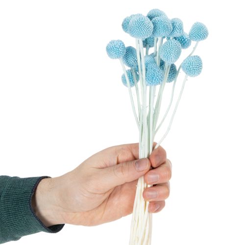 Artikel Craspedia Trockenblumen Deko für Vase minimalistischer Stil Haltbare Sommerdeko 55cm 20St