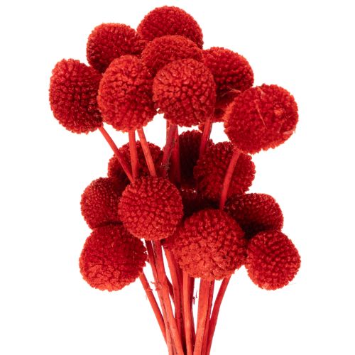 Trockenblumen Craspedia Rot 55cm 20 Stiele für Wohn- und Tischdekoration