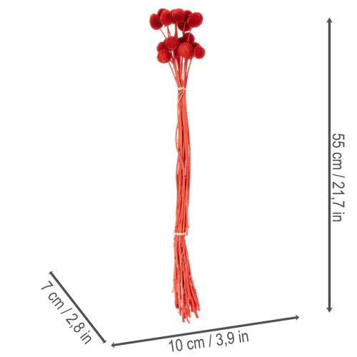 Trockenblumen Craspedia Rot 55cm 20 Stiele für Wohn- und Tischdekoration | Floristik24.at