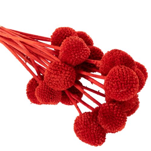 Trockenblumen Craspedia Rot 55cm 20 Stiele für Wohn- und Tischdekoration | Floristik24.at