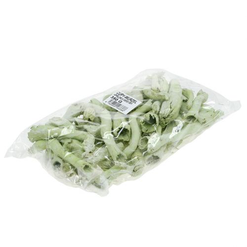 Artikel Cupy-Wurzeln, Pepe Cone Hellgrün, weißgewaschen 350g