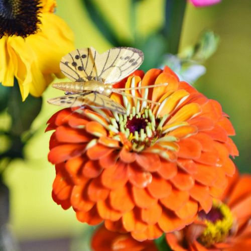 Floristik24 Feder Schmetterling mit Clip Golden Frühlingsdeko 6cm 10St im Set