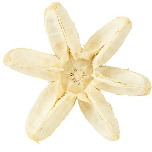 Artikel Deko Blüte gebleicht 12 St