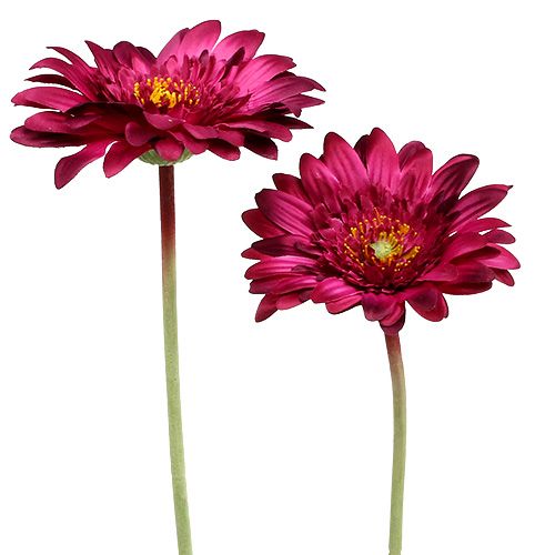 Floristik24 Deko-Gerbera Dunkelpink Ø10cm L53cm 6St