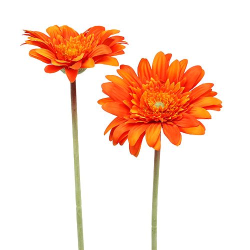 Floristik24 Deko Gerbera Orange Ø10cm L53cm 6St