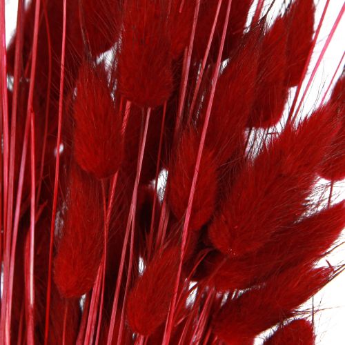 Floristik24 Deko Gras Rot Lagurus Trockenblumen Hasenschwanzgras 50g