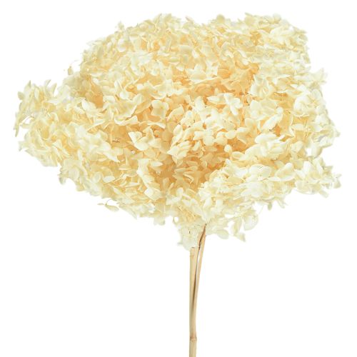 Deko Hortensie Creme Echte Blume Konserviert Ø20cm 1 St