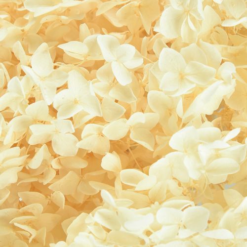 Artikel Deko Hortensie Creme Echte Blume Konserviert Ø20cm 1 St