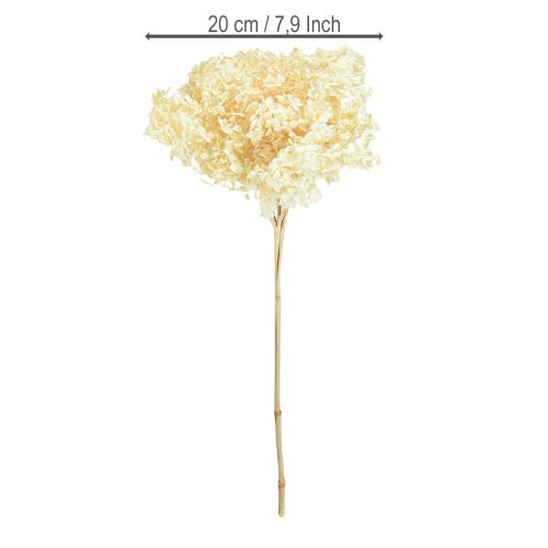 Artikel Deko Hortensie Creme Echte Blume Konserviert Ø20cm 1 St