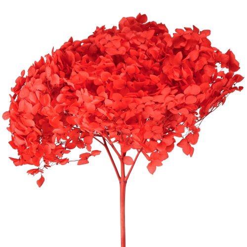Deko Hortensie konserviert Getrocknete Blume Rot Ø20cm 1 St