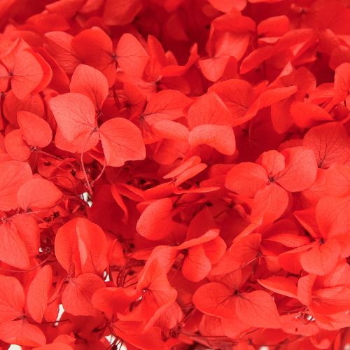 Floristik24 Deko Hortensie konserviert Getrocknete Blume Rot Ø20cm 1 St