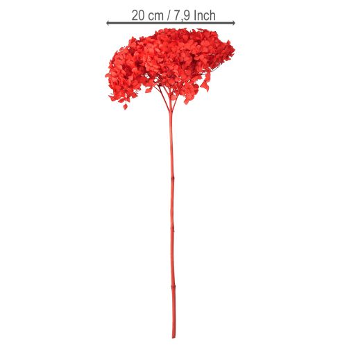 Floristik24 Deko Hortensie konserviert Getrocknete Blume Rot Ø20cm 1 St