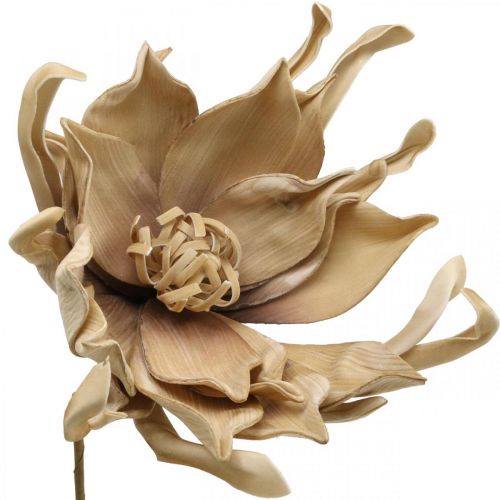Floristik24 Deko Lotusblüte Künstlich Lotosblume Kunstblume Beige L68cm