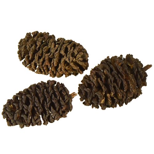Artikel Deko Zapfen Erlenzapfen Natur zum Dekorieren 3-4cm 200g