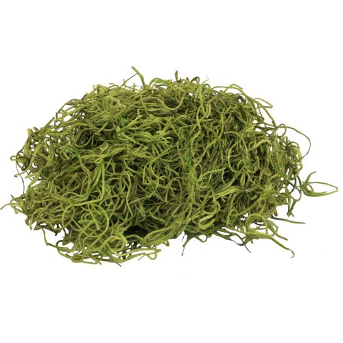 Floristik24 Deko Moos getrocknet Waldmoos Grün Naturdeko 300g