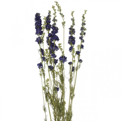 Floristik24 Getrocknetes Delphinium, Trockenfloristik, Rittersporn Blau L64cm 25g