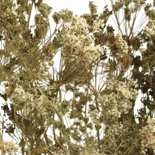 Artikel Trockenblumen Dill Natur Trockenfloristik 50cm 20St