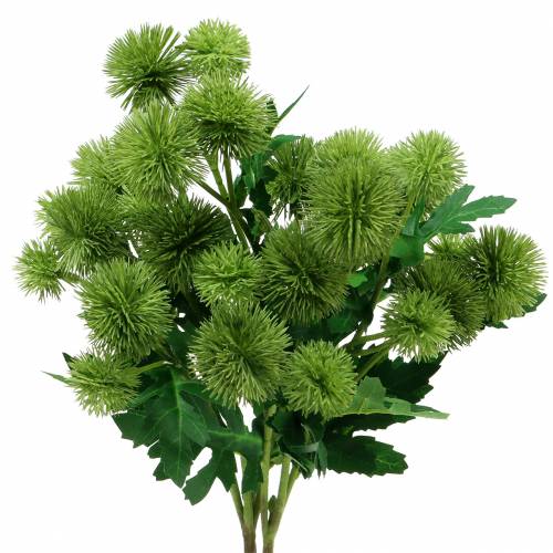 Floristik24 Distel Seidenblume Grün 56cm 3St