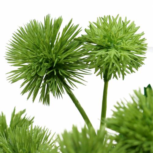 Floristik24 Distel Seidenblume Grün 56cm 3St