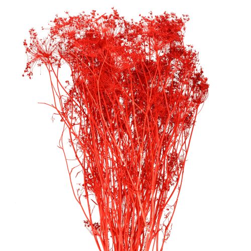 Doldenblütler Trockenblumen Umbellifera Rot 70cm 150g