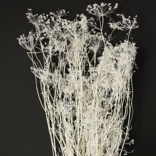 Doldenblütler Trockenblumen Umbellifera Weiß 70-80cm 150g