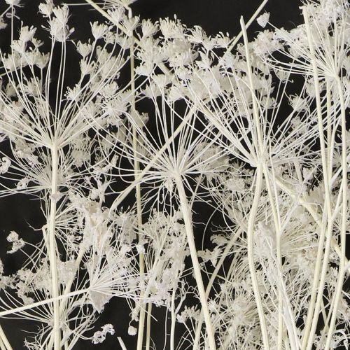 Artikel Doldenblütler Trockenblumen Umbellifera Weiß 70-80cm 150g