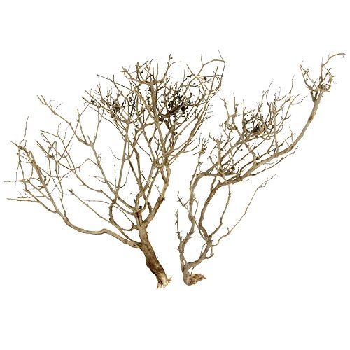 Floristik24 Dry Tree Natur 500gr