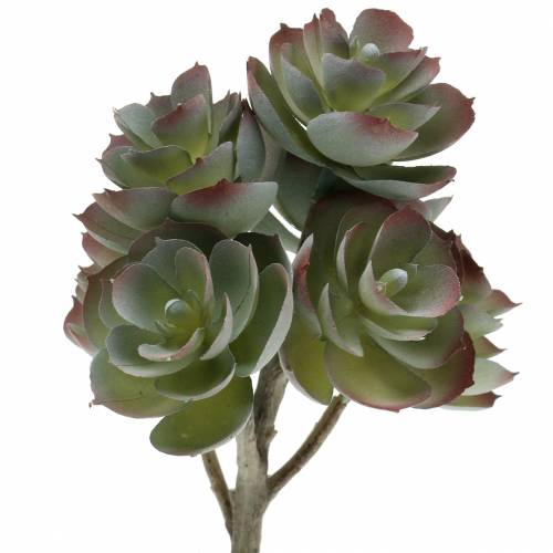 Floristik24 Sukkulente Echeveria Dunkelgrün 21cm 3St