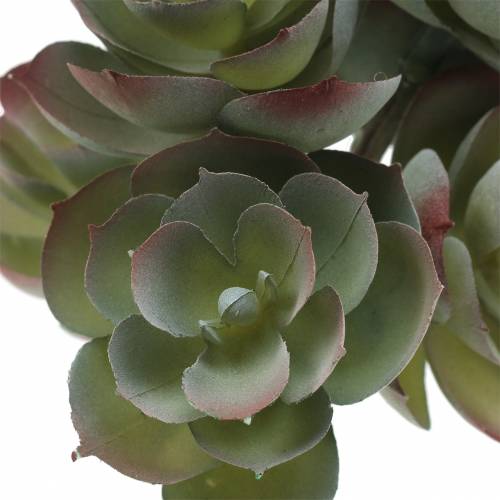 Floristik24 Sukkulente Echeveria Dunkelgrün 21cm 3St