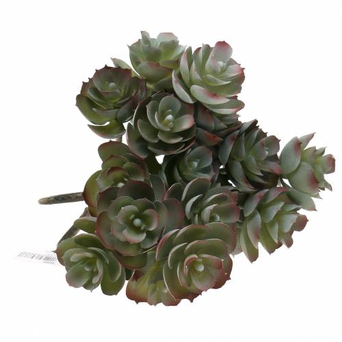 Floristik24 Sukkulente Echeveria Dunkelgrün 21cm 3St