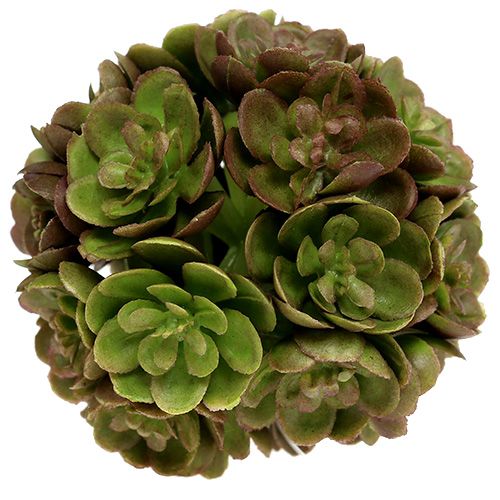 Floristik24 Echeveriaball 5cm Grün 4St