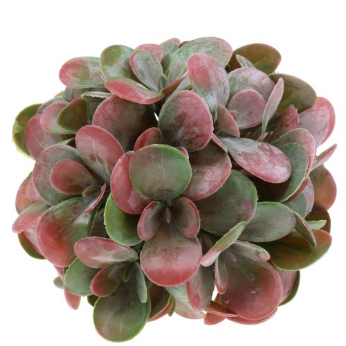 Floristik24 Echeveria Kugeln Grün, Rot Ø14cm 4St