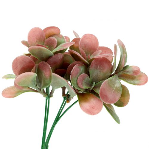 Floristik24 Echeveria Zweig Grün, Pflaume 24cm 6St