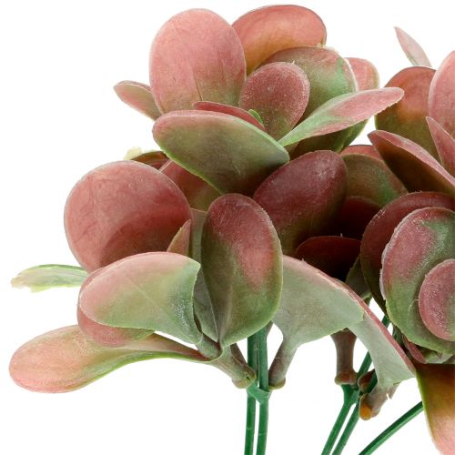 Floristik24 Echeveria Zweig Grün, Pflaume 24cm 6St