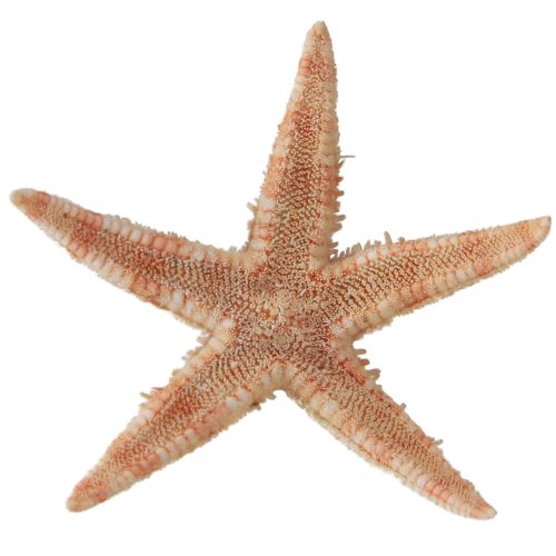 Artikel Echte junge Seesterne Maritime Tischdeko 3,5-5cm 100 St
