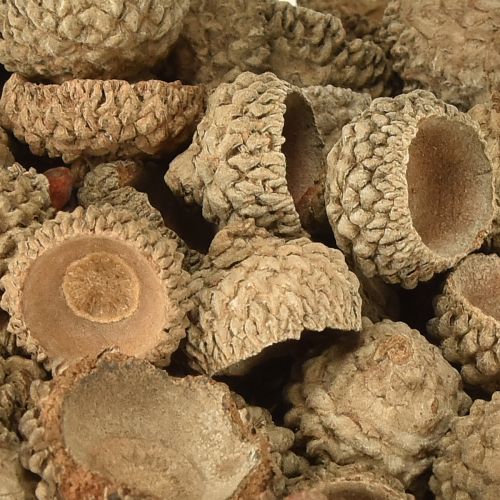 Artikel Eichelkappen Natur Deko Eicheln zum Basteln 1,5cm 200g