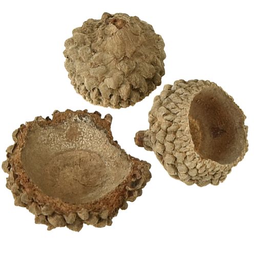 Artikel Eichelkappen Natur Deko Eicheln zum Basteln 1,5cm 200g