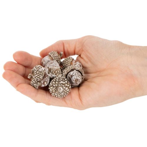 Eicheln aus Naturmaterial, weiß gewaschen, 1–3 cm, 300 g, für Dekoration | Floristik24.at